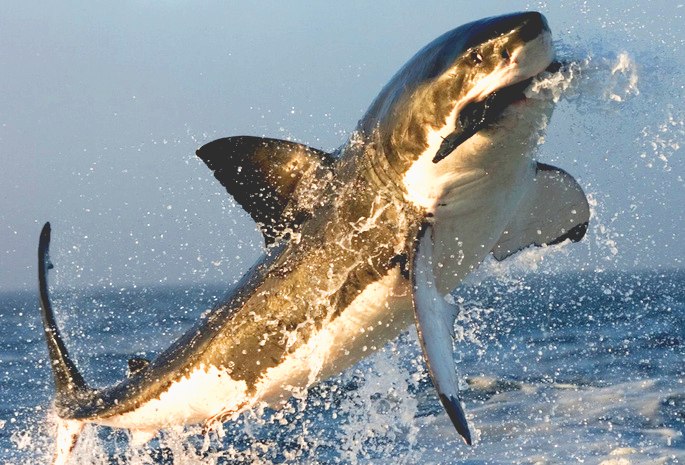 Оксана Островская | Черкассы