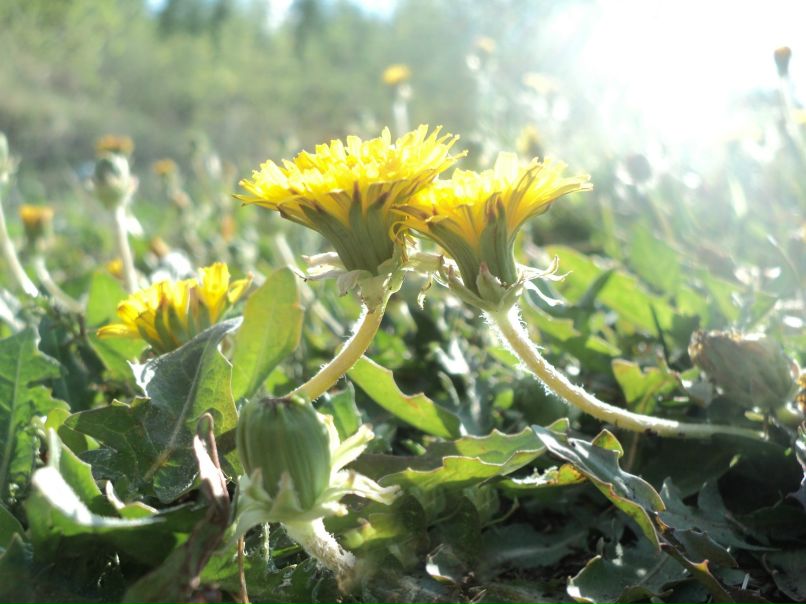 №116, Елена Радзевичуте №116, Елена Радзевичуте