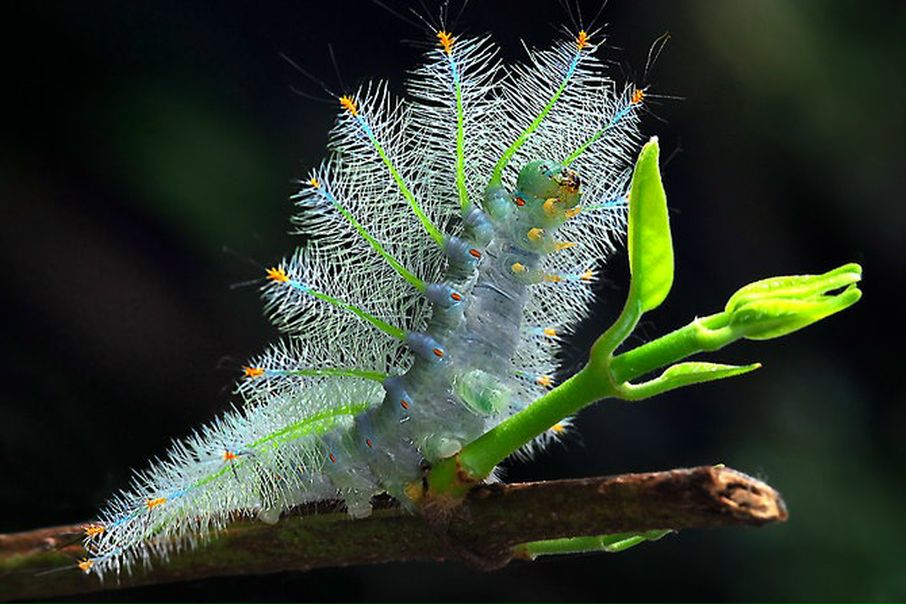 №115, Алена Дмитриева, Воронеж №115, Алена Дмитриева, Воронеж