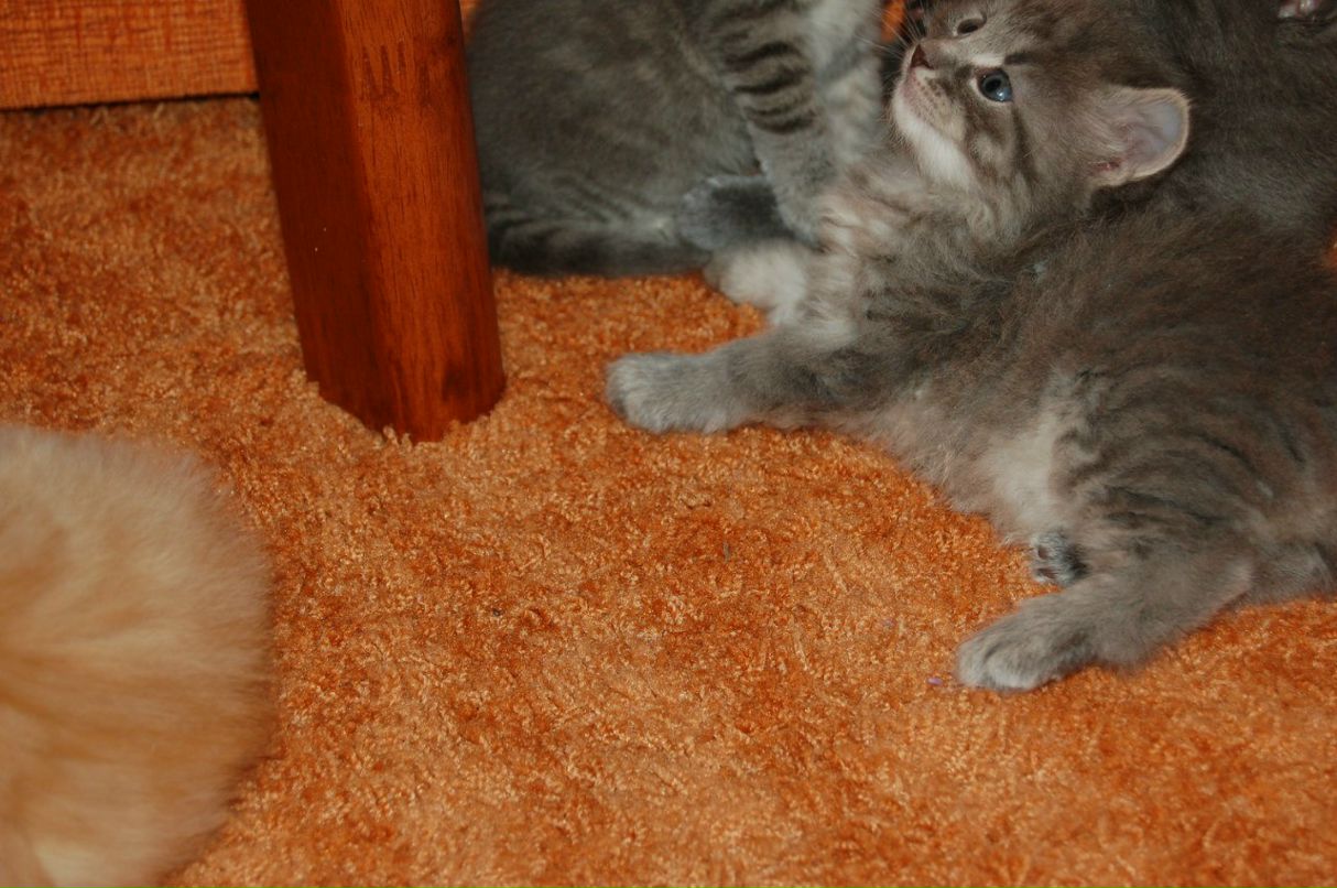 Дмитрий Новиков | Балашиха