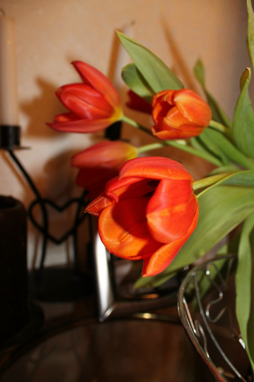 Анастасия Тесленко | Рязань