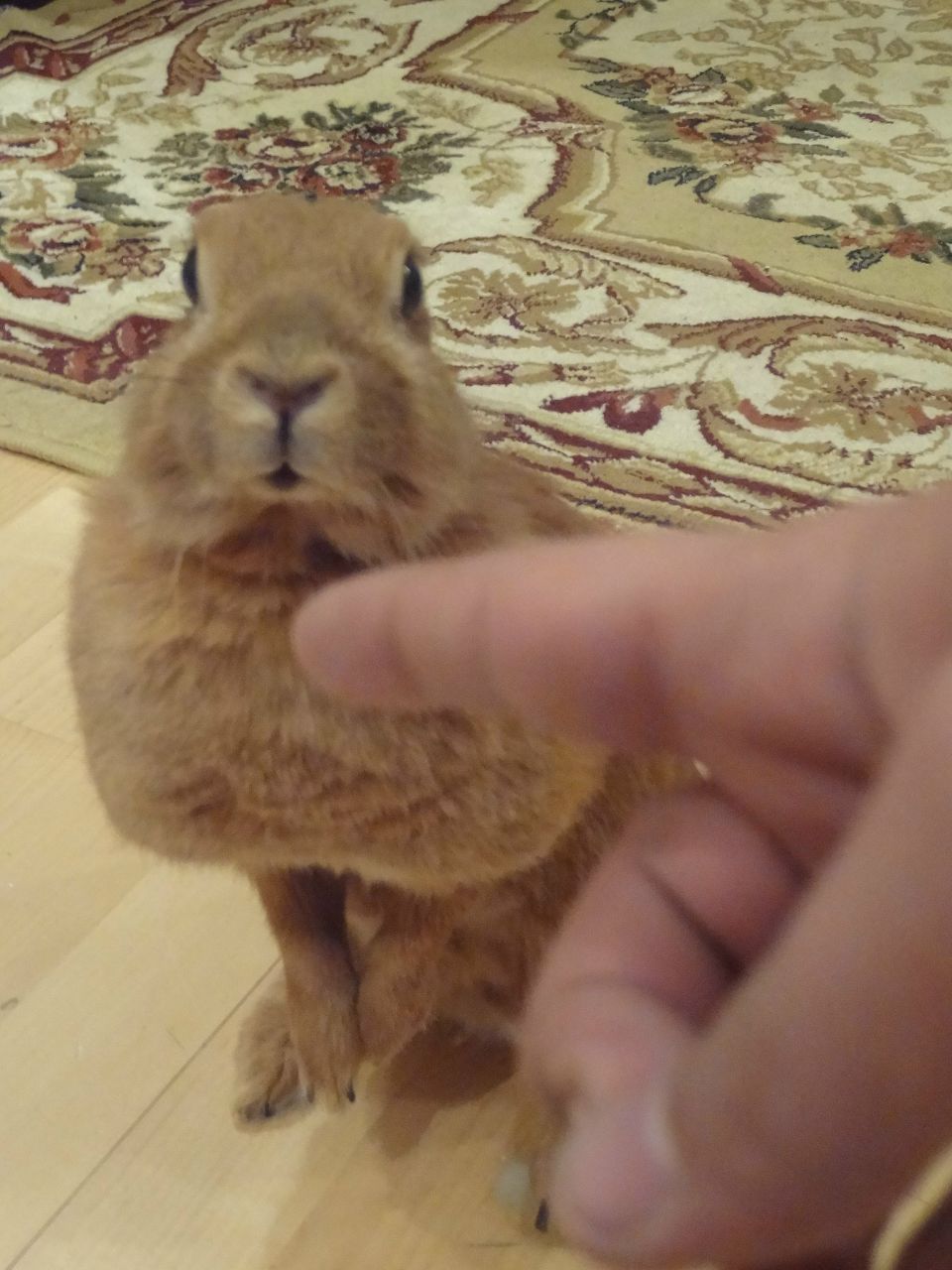 Фарид Бабаев | Москва