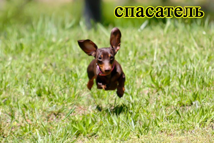 Иван Головачев Валерьевич | Абакан