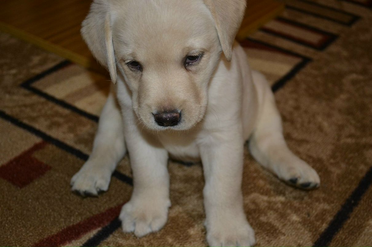 Виктор Дубский | 