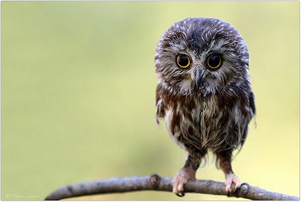 Мария Геращенко | Минск