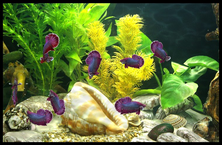 Лариса Климова | 