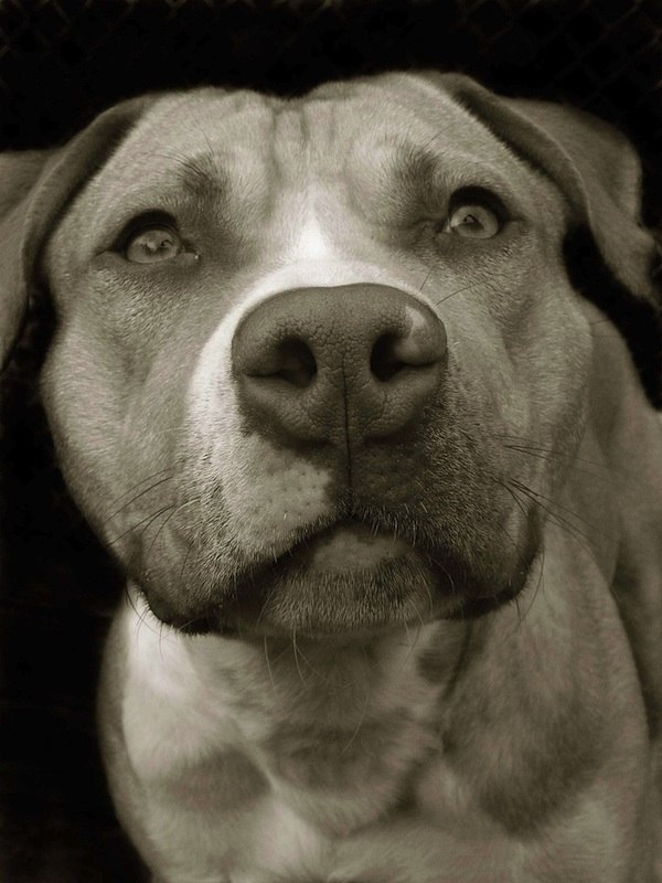 Игорь Олейник Dea | Киев