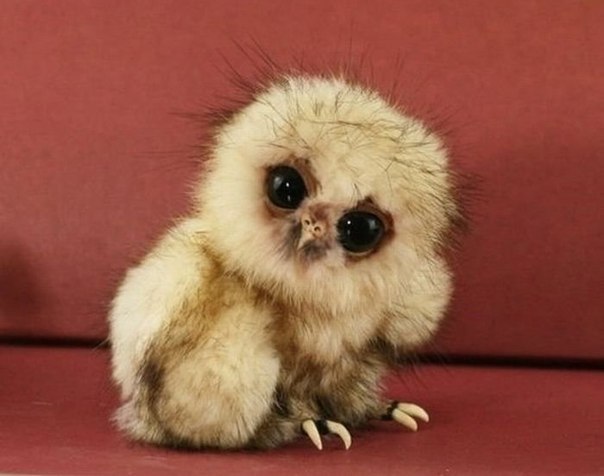 №22, Герман Савельев, 36 лет, Великий Новгород №22, Герман Савельев, 36 лет, Великий Новгород