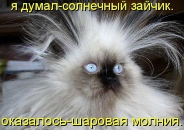 №19, Ирина Погорелова, Васильков №19, Ирина Погорелова, Васильков