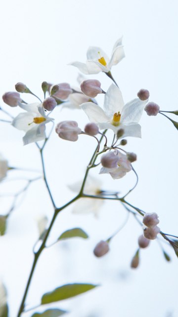 Кристина Асатрян | Киев