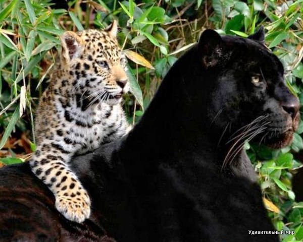 Максим Буланкин | Санкт-Петербург