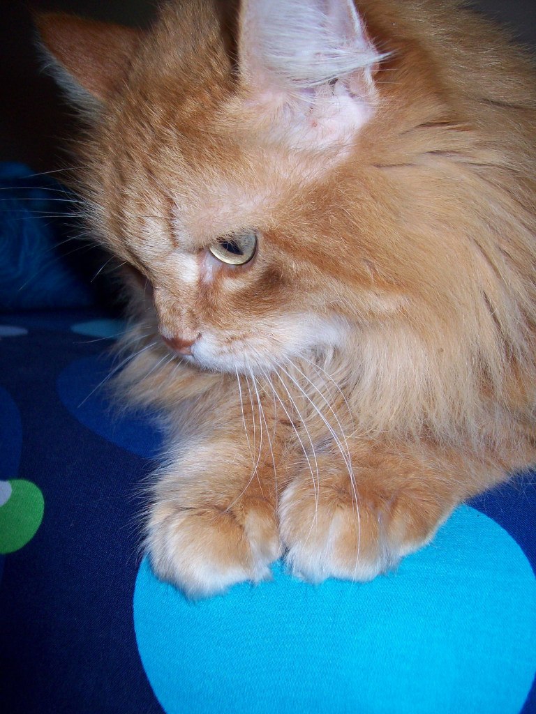 Kathy Dezertirsna | Leuven