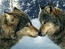 №34 Вова Голодников : профиль, фото, статус - ВКонтакте