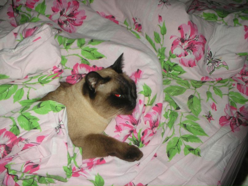 Анатолий Попов | Санкт-Петербург