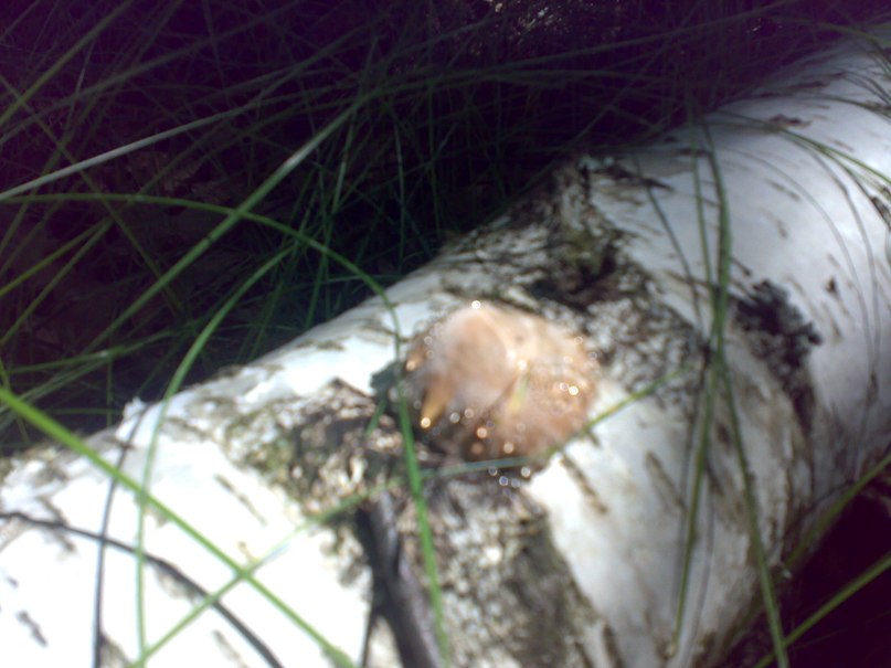 Илья Лутовинов | Чехов-2