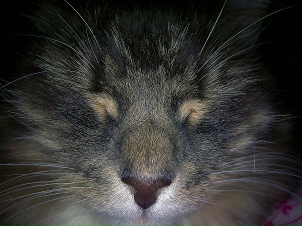 №165, Евгений Черевик, Сосновый Бор №165, Евгений Черевик, Сосновый Бор