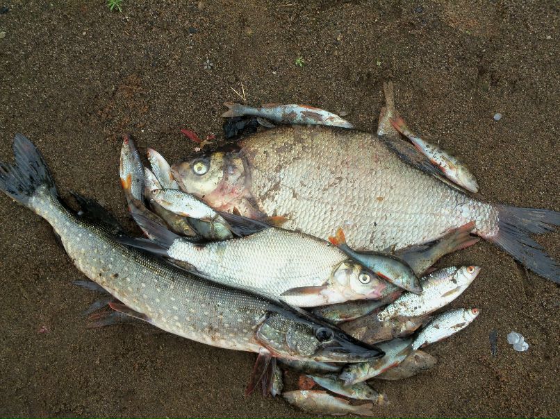 Александр Мурзин | 