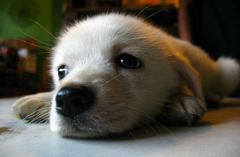 Елена Pusinafil Бушковская | Мурманск