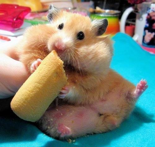 Лиля Малышева ИЗБАЛОВАННАЯ КАПРИЗУЛЬКА | Якутск