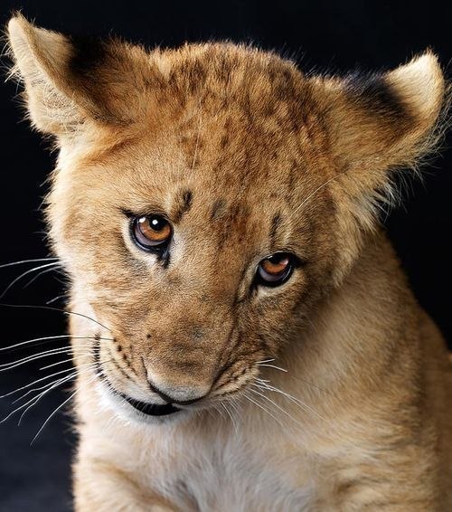 Сергей Левченко | Кривой Рог