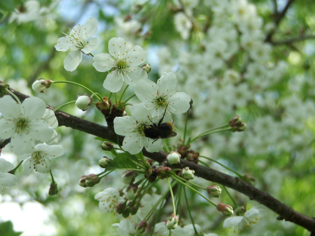 Ирина Федяева | Москва