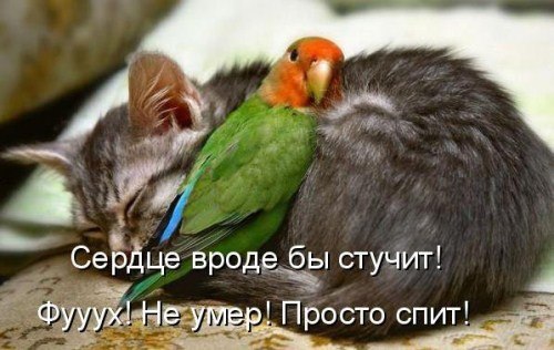 №154, Иришка Дедова, Санкт-Петербург №154, Иришка Дедова, Санкт-Петербург