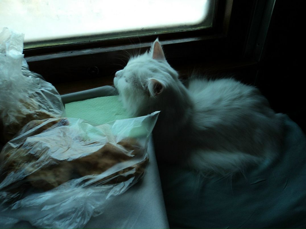 Катюшка Жевагина | 