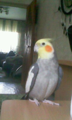 Света Мельник | Донецк