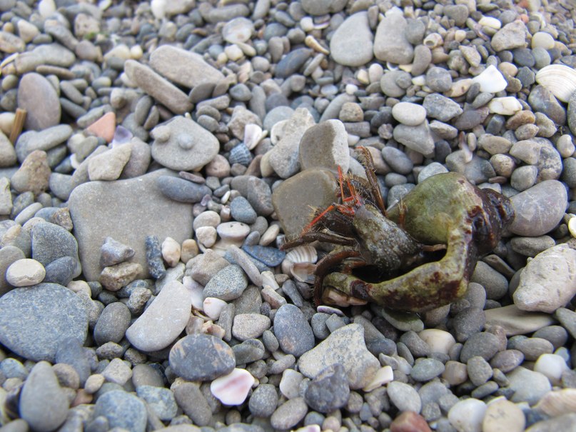 Василь Розовий | Дунаевцы