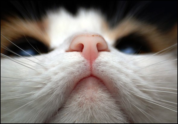 Александр Весёлый | Нижний Новгород