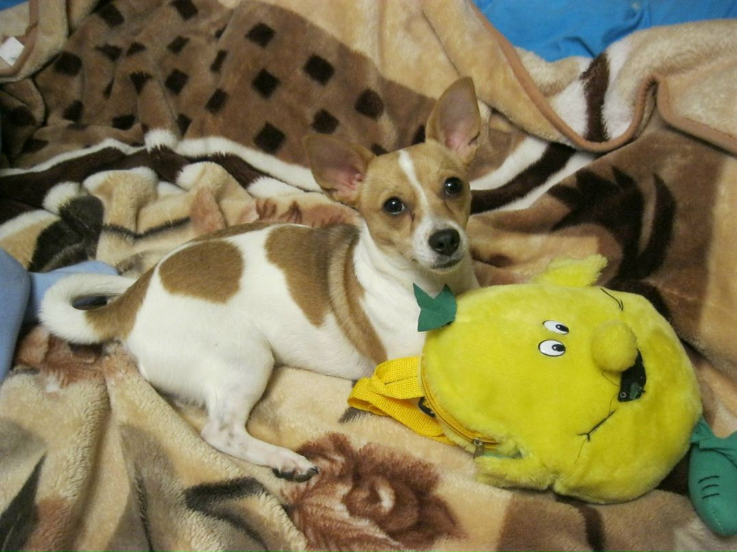 Олеся Толстикова | Пермь