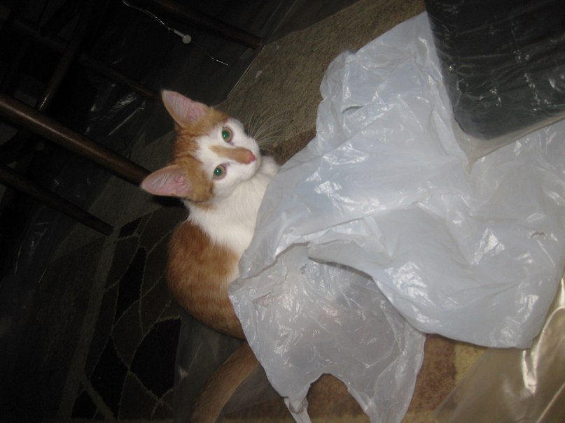 Каринэ Мкртчян | Москва