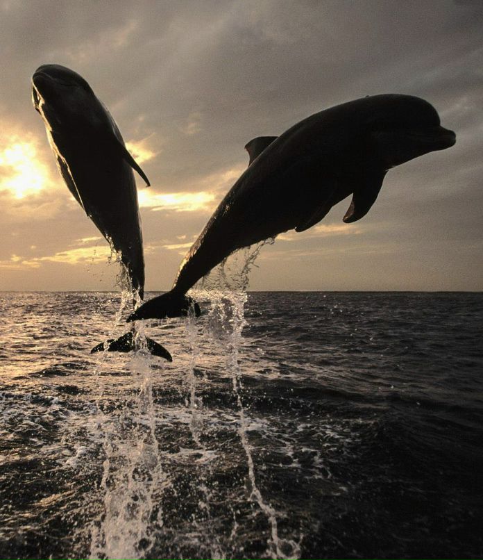 Ле Белый ⎳ё ⎝White⎠ | 