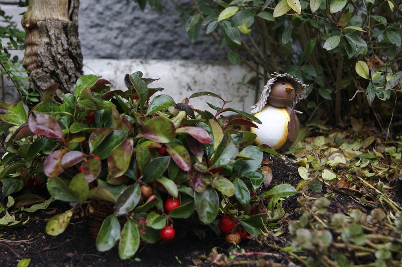 Виолетта Кошлак | Николаев