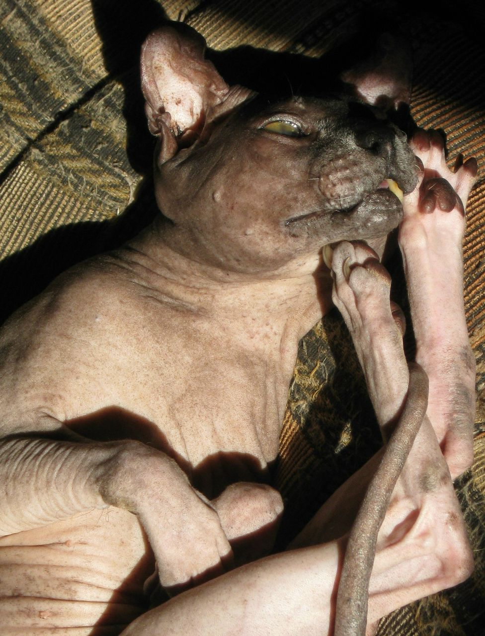 Алексей Светлейший | Ивантеевка