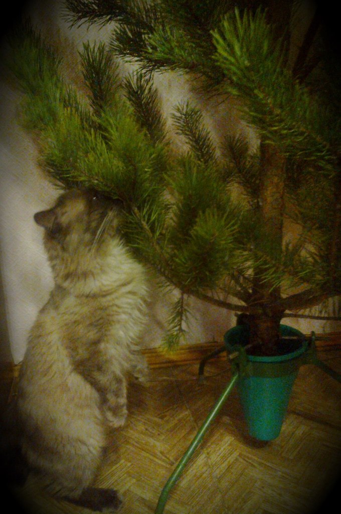 Юлия Богданова Николаевна | Губкинский