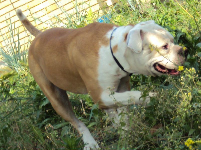 Василь Дуліба | Львов