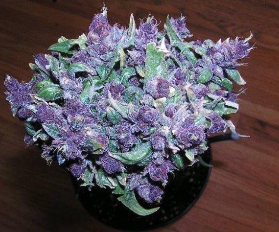 Дмитрий Фалалеев | Москва