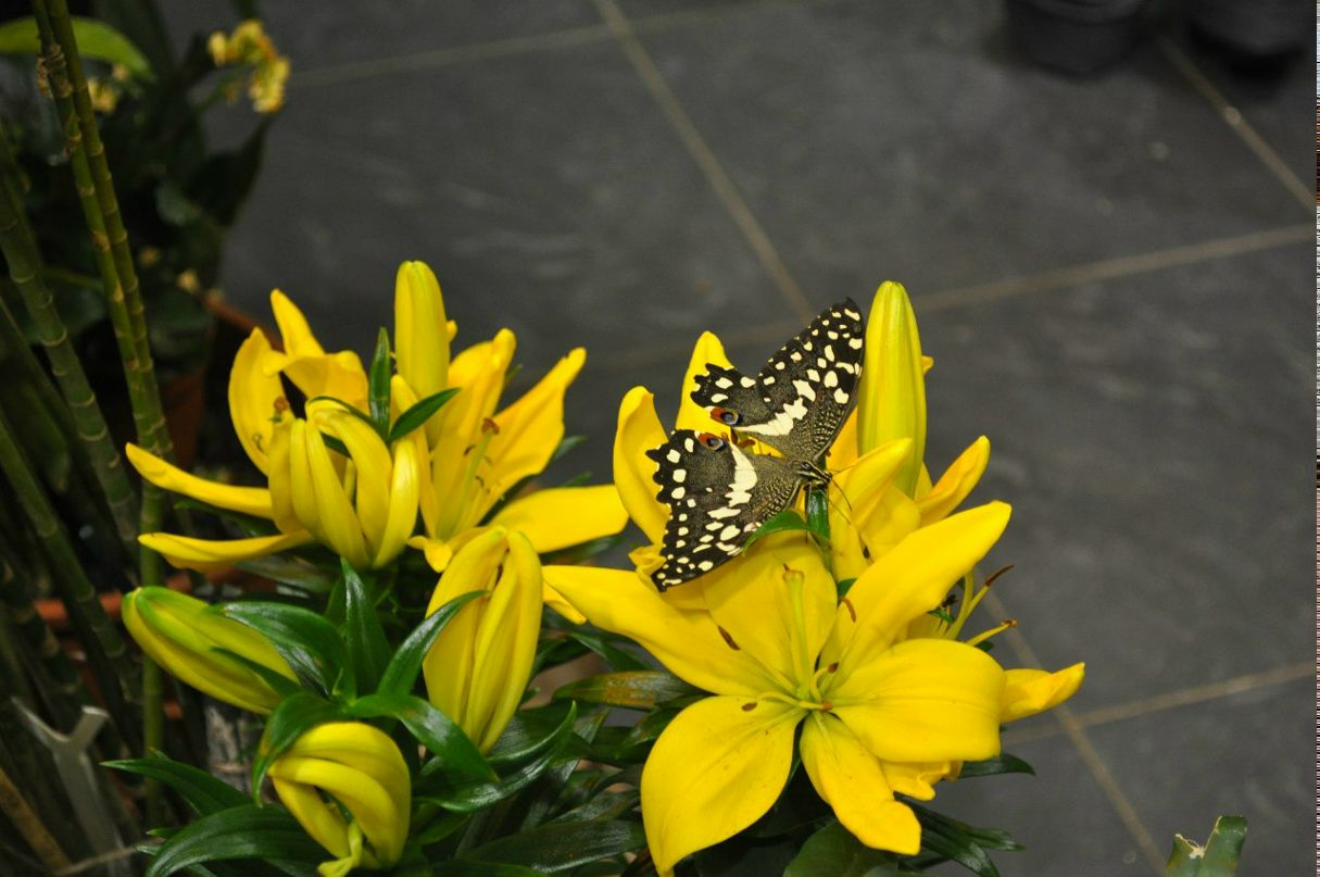 Виктор Глок | Санкт-Петербург