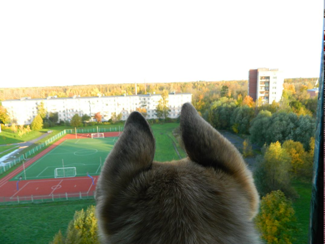 Дамир Нураев | Санкт-Петербург