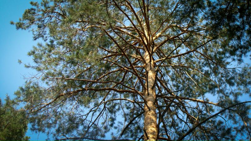 Владимир Шапран | Киев