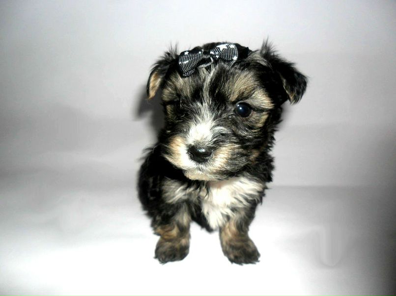 Олександра Михальчук | Дубно