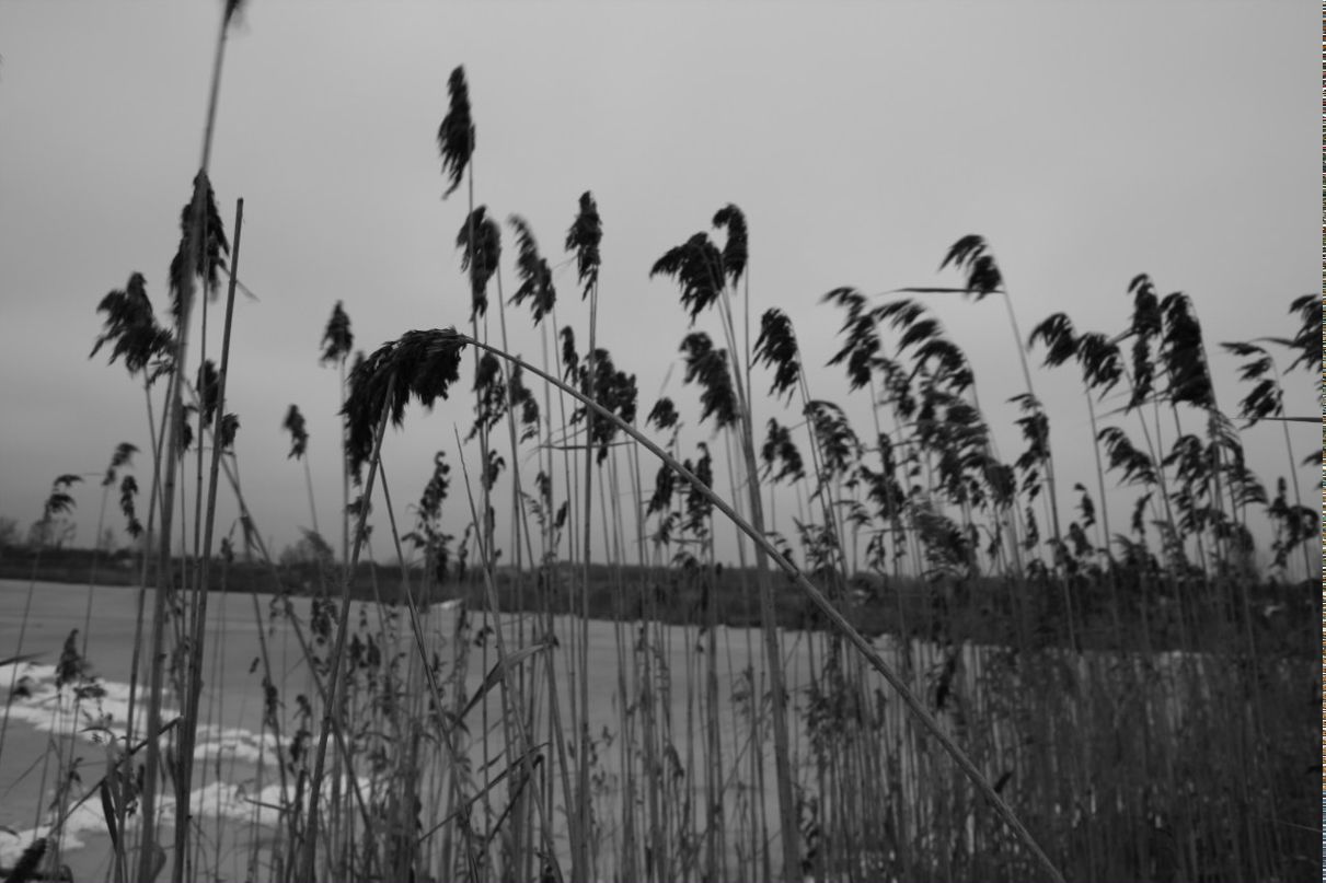 Алексей Петрик | Дрезна