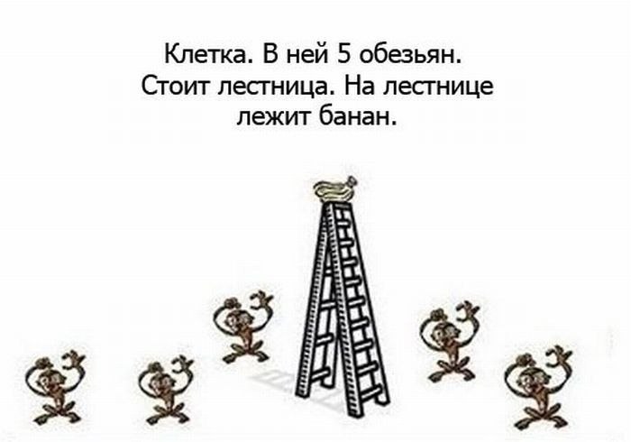 Алиса Бесфамильная | Калининград