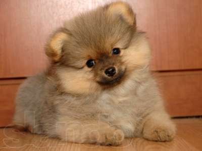 Димас Устыч | Житомир