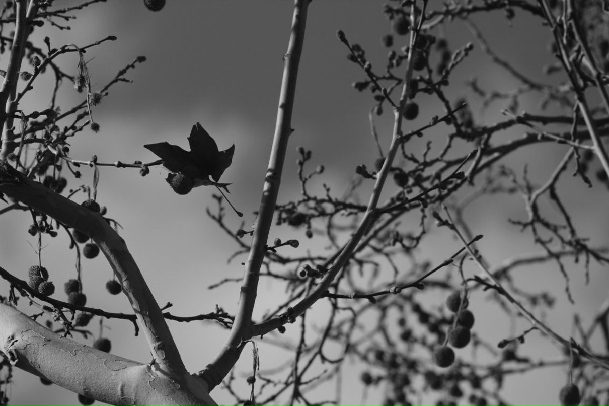 Илья Щербаков | Bat Yam