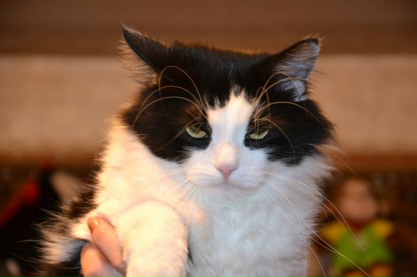 №16, Юлия Ясьмо №16, Юлия Ясьмо