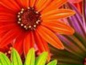 Наталя Яцюк | Тернополь