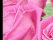 Елена Крохмалюк | Одесса