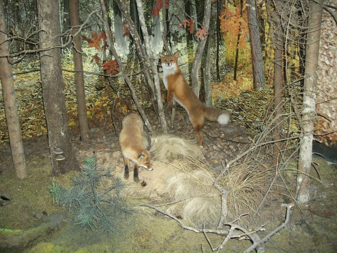 Лида Боброва | Рудня